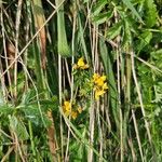 Lotus pedunculatusFlower