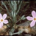 Phlox dolichantha