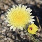 Malacothrix glabrata Flower