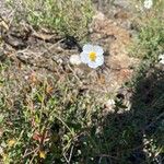 Helianthemum almeriense Цветок