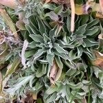 Antennaria parvifolia Leaf