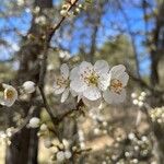Prunus cerasus Floare