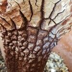 Welwitschia mirabilis Bark