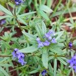 Asperula arvensis Habitus