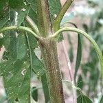 Eupatorium serotinum Bark