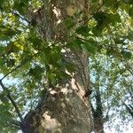 Platanus occidentalisCorteccia