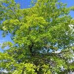 Quercus palustris Habitus