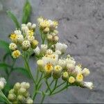 Pseudognaphalium californicum Flower