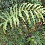 Dryopteris sieboldii Leaf