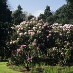 Rhododendron hodgsonii Συνήθη χαρακτηριστικά