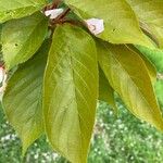Prunus serrulata ഇല