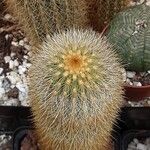 Pilosocereus chrysacanthus Leaf