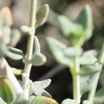 Teucrium marum 葉