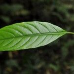 Bertiera borbonica Folha
