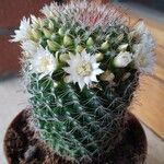 Mammillaria zeilmanniana موطن