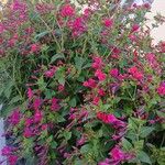 Mirabilis jalapa Агульны выгляд