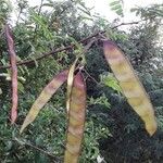 Acacia erythrocalyx