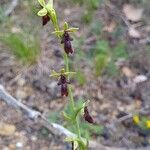 Ophrys insectifera പുഷ്പം