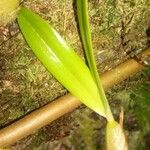 Bulbophyllum comorianum Otro
