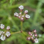 Torilis africana Blodyn