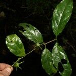 Coffea mannii List