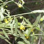 Piriqueta cistoides Λουλούδι