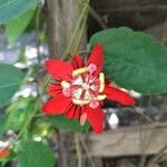 Passiflora miniata Fiore