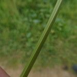 Cyperus longus പുറംതൊലി