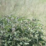 Solanum lichtensteinii Kwiat