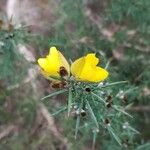 Ulex europaeus Floare