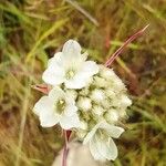 Armeria arenaria Квітка