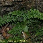 Asplenium foreziense Costuma