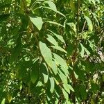 Euphorbia leucocephala Leaf