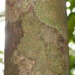 Macoubea guianensis 樹皮