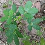 Senna bicapsularis Blatt
