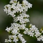 Stevia ovata Fleur