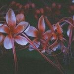 Clerodendrum paniculatumFlower