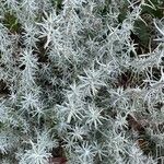 Helichrysum italicum Ліст