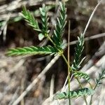 Hoffmannseggia glauca Leaf