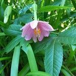 Passiflora tripartita Flor