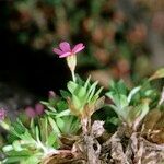 Androsace ciliata Habit