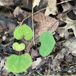 Dichondra carolinensis Feuille