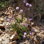 Phacelia cryptantha Хабит