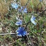 Cichorium intybusᱥᱟᱠᱟᱢ