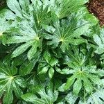 Fatsia japonica 葉