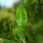 Dodonaea viscosa Ліст