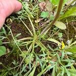 Ranunculus paludosus Leaf