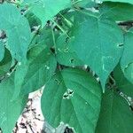 Hylodesmum glutinosum Leaf