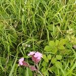 Silene pendulaFlower