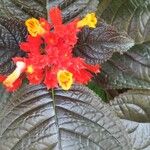 Chrysothemis pulchella Flower